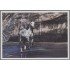 Nicaragua HB 268 1996 Caballo Horse fauna MNH