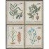 Argentina 1172/75 1979 Agricultura nacional. Plantas alimentarias MNH 