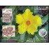 España Spain Prueba de lujo 165a 2022 Flora Española Rosa Cartero