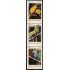 Guinea Ecuatorial 259/61 1999 Papagayos Aves Birds MNH